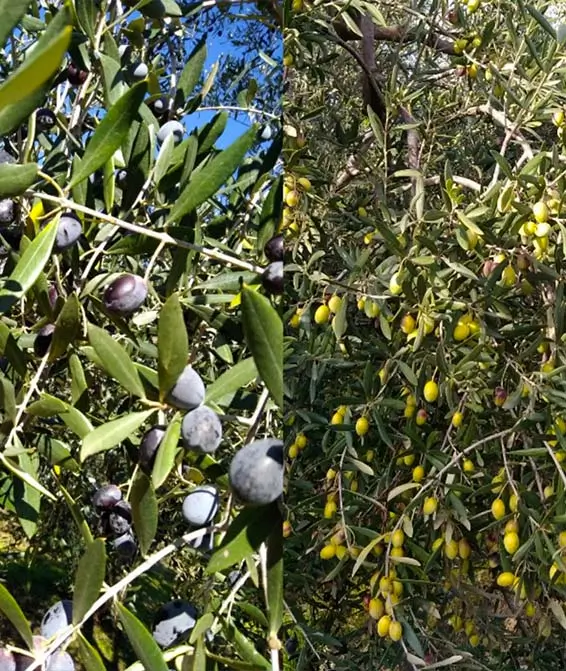 Olive Pugliesi Cultivar Coratina e Cime di Bitonto